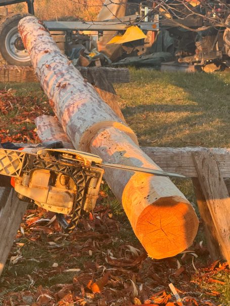 Ein gefällter Baumstamm liegt auf dem Boden, neben bearbeiteten Holzstücken.